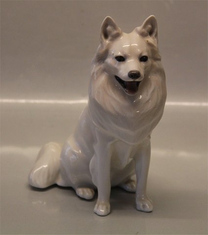 Royal Copenhagen figurine 0977 RC White Spitz - Siberian Husky ? AP/AN 18 x 17 cm