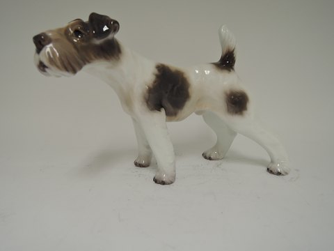 Dahl JensenRughåret Foxterrier# 1009