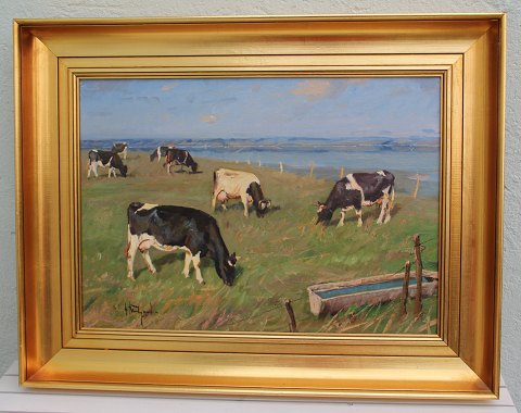 Cattle at the fields by Mariagerfjord Oil on Canvas 56 x 72 cm including the golden frame by Gunnar Bundgaard