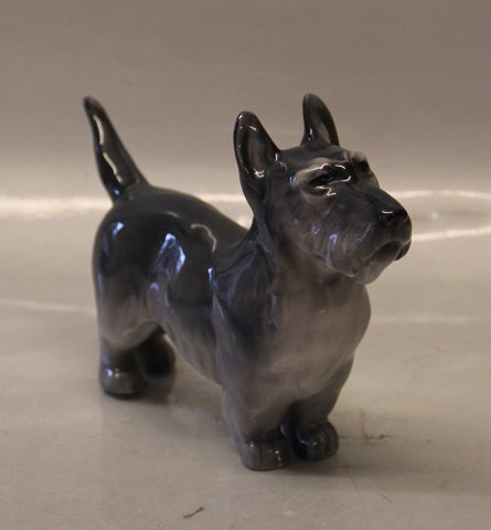 Kongelig Dansk 2853 Kgl. Stående Terrier KK 1927 14 x 21 cm
