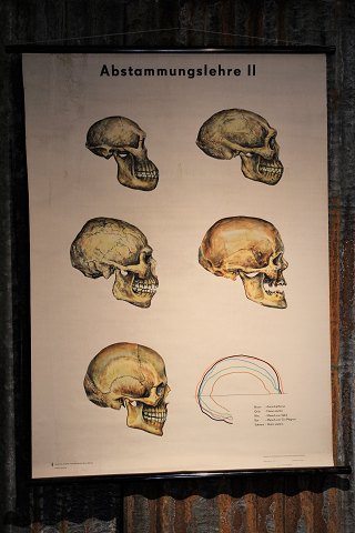 Gammel anatomi planche  med skellet hoveder med en super fin patina.115x87cm.