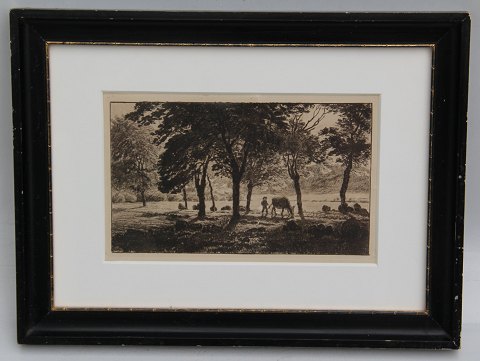 Etching: Skovgaard 1899 Boy with cow on his way through the forrest  25.5 x 33.7 cm in wooden frame