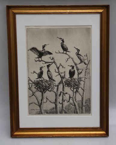 Radering: Falke Bang (1912-1998) Danmark: Skarver 45.5 x  34.5 cm inklusiv ramme Fuglemotiv