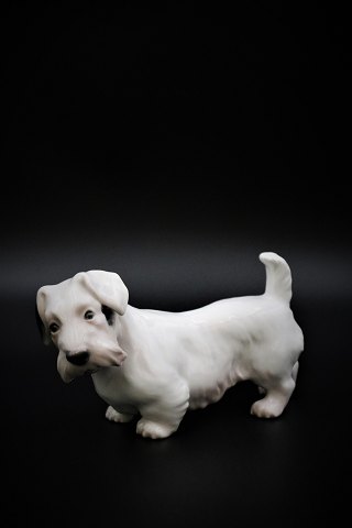 Bing & Grondahl porcelain figure of a Sealyham terrier. B&G#2011. 1.sort. L:17cm. H:9,5cm.