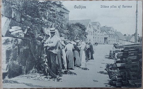 Postkort: Sildene pilles af garnene, Gudhjem 1911
