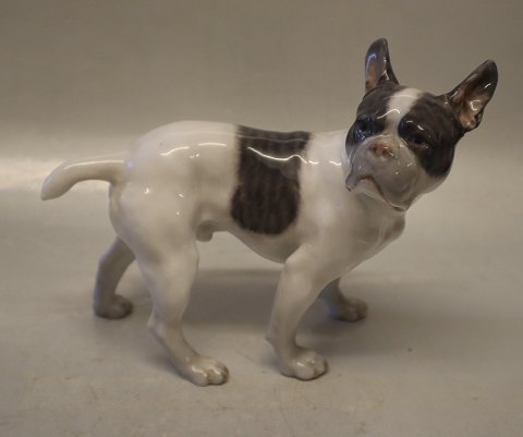 1465-1452 Kgl. Stående fransk bulldog 17 x 21 cm Lauritz Jensen 1913 Kongelig Dansk porcelænshund