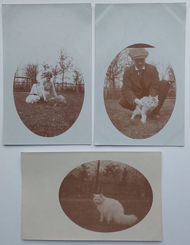 Three postcards: Motif with cats