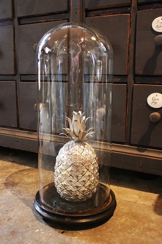 Dekorativ , gammel cylinderformet fransk glas Dome / Globe på sort træ bund til udstilling...H:56cm.