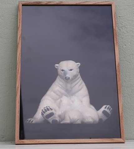 Lars Dyrendom: No #3 Polar Bear  Photo including glass and wooden frame 62.5 x 42.5 cm