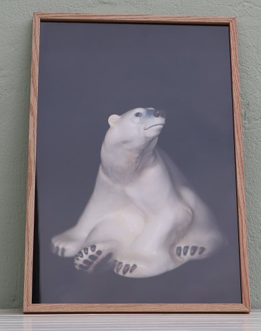 Lars Dyrendom: No #4 Polar Bear  Photo including glass and wooden frame 62.5 x 42.5 cm  B&G 1954
