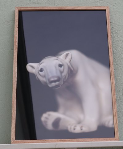 Lars Dyrendom: No #6 Polar Bear B&G 1629 Photo including glass and wooden frame 62.5 x 42.5 cm