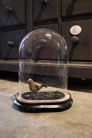 Dekorativ , gammel oval fransk glas Dome / Globe på sort træ bund til udstilling. H:30cm...