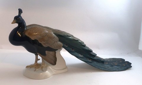 Bing & Grøndahl. Porcelænsfigur. Påfugl. Model 1628. Længde 40 cm. Højde 18,5 cm. (1 sortering).