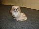 Kgl. Figur nr. 1772,Pekingeser hund, i første sortering. 5000 m2 udstilling.