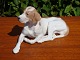 Kgl Hund Pointernr. 1635. 13*24 cm.5000 m2 udstilling.