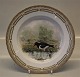 Kongelig Dansk Porcelæn Flora Danica 240-3549 "Haematopus ostralegus" - Strandskade 25,5 cm, jagtplatte på middagstallerken, Fauna Danica (1965)