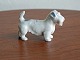 Sealyham terrier.B&G.