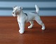 Ruhåret Foxterrier.B&G solgt