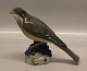 Royal Copenhagen 1235 RC Redwing Ingeborg Nielsen 1911 15 x 13 cm (Turdus iliacus)