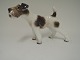 Dahl JensenRughåret Foxterrier# 1009