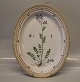Kongelig Dansk Porcelæn Flora Danica 20-3517 "Gardamine pratensis L" Ovalt stegefad 36 x 29 cm  (1964)