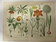 BlomsterplancherSkønne blomsterplancher fra 1880'erne42cm x 32cm28 forskellige plancher (de viste er kun eksempler)