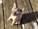 Bing & GrondahlSiamese Cat # 2308* 1000 DKK