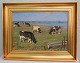 Cattle at the fields by Mariagerfjord Oil on Canvas 56 x 72 cm including the golden frame by Gunnar Bundgaard