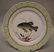 919-1710 Fish: Tench "Tinca Vulgaris" 25.5 cm Royal Copenhagen Fish Plate with Green Border