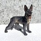 Dahl JensenGerman Shepherd# 1087* 1700 DKK