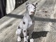 Grand Danois hund af porcelæn, Bing & Grøndahl nr. 2189 ML DKK 450, 1. sortering