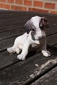Dahl Jensen Denmark porcelain figurine No 1008, Sealyham puppy sitting