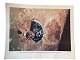 Originalt NASA farveoffsetfotografi fra Apollo 10, der var den store test op til Apollo 11 månelandingen i 1969.