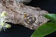 Gold heart in 14 carat gold for necklace or bracelet. Simple and beautiful pendant.
