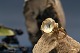 Smuk damering i 10 karat guld, med stor lysegrøn sten og brillanter. Størrelse 58.