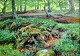 Milton Jensen, Carl (1855 - 1928) Danmark: Skovbund.