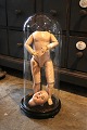 Gammel fransk cylinderformet glas globe med fast monteret "kunst" installation af gammel dukke krop.