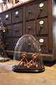 Dekorativ , gammel oval fransk glasDome / Globe på sort træ bund til udstilling.Total H: 42cm...