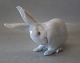 0378 RC White Rabbit Scratching 13 x 19 cm Design Erik Nielsen 1902 EN pre 1923 Royal Copenhagen