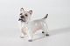 Dahl JensenCairn Terrier 1149