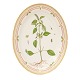 Royal Copenhagen Flora Danica large plate 3517. L: 36cm. "Elsholtzia ceistata Willd."
