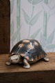 Sjælden porcelæns figur fra Royal Copenhagen af skildpadde , fra år 1898-1923. RC#552...