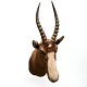 Hunting trophy Gazelle