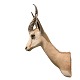 Hunting trophy springbok