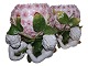Tysk porcelænPar store urtepotter med hortensia og engle fra ca. 1900