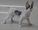 Royal Copenhagen figurine 1457 RC Boston Terrier 11 x 13 cm, Knud Møller 1913 Color: 1452