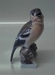 Lyngby Porcelain# 07 Bird: Chaffinch Fringilla coelebs (Spink)