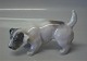 Royal Copenhagen figurine 2786 Terrier head down KK 1927 11 x 17 cm Color 2686