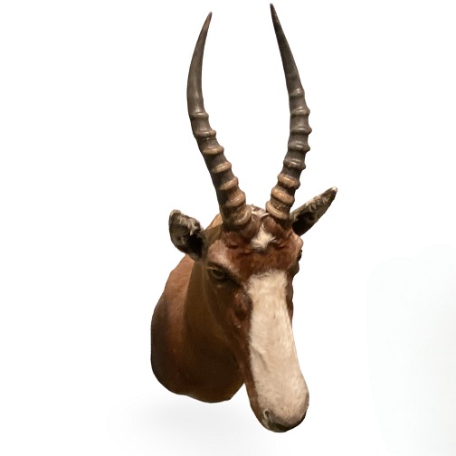 Hunting trophy Gazelle